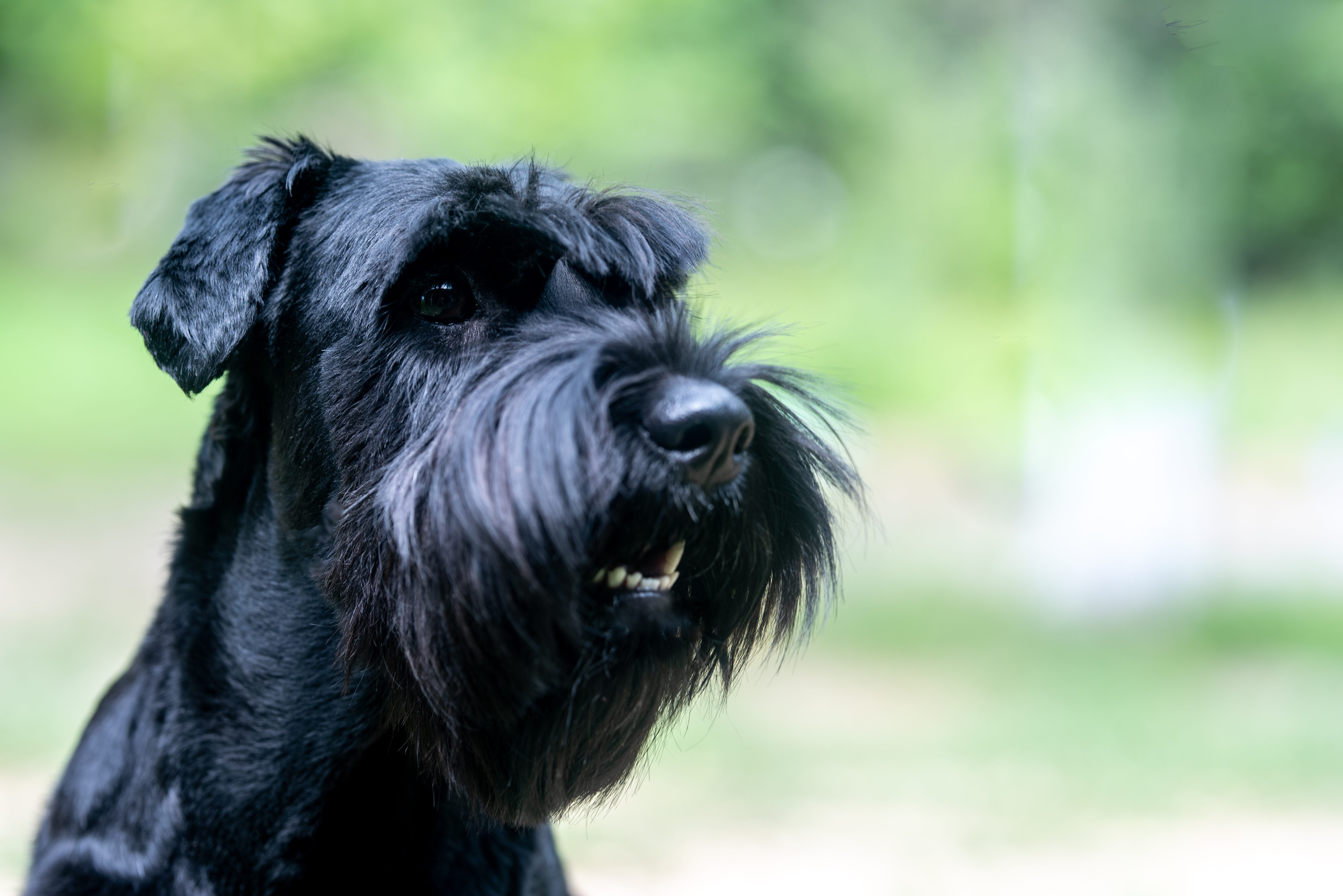 Schnauzer
