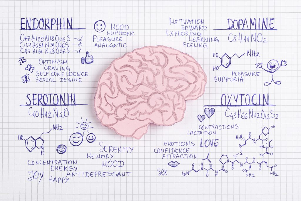 Alcuni degli ormoni più importanti che operano nel cervello dei mammiferi