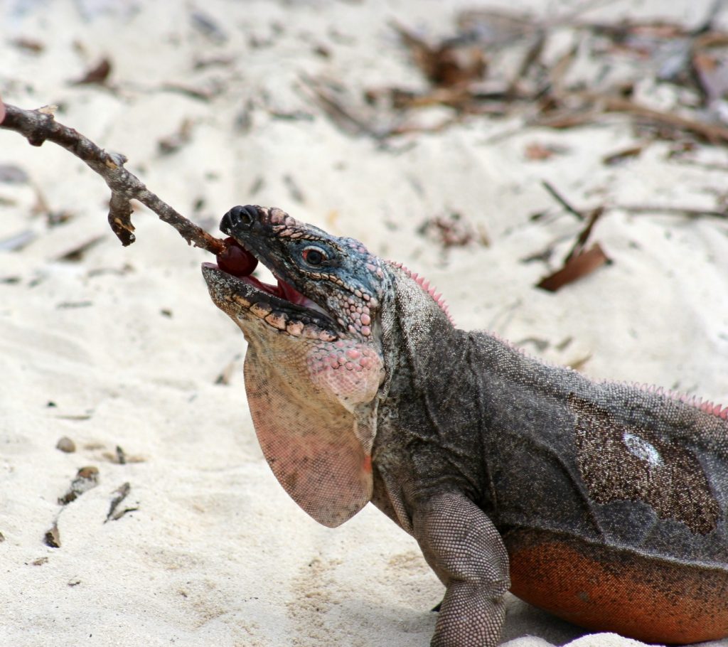 Le iguane dell’isola sono abituate a mangiare frutta in piccole quantità