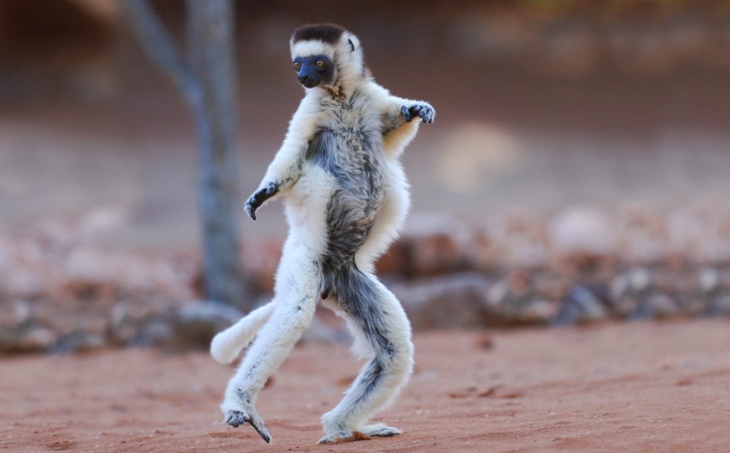 Sifaka di Verreaux(Propithecus verreauxi), un lemure del Madagascar