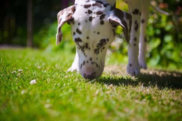cane dalmata