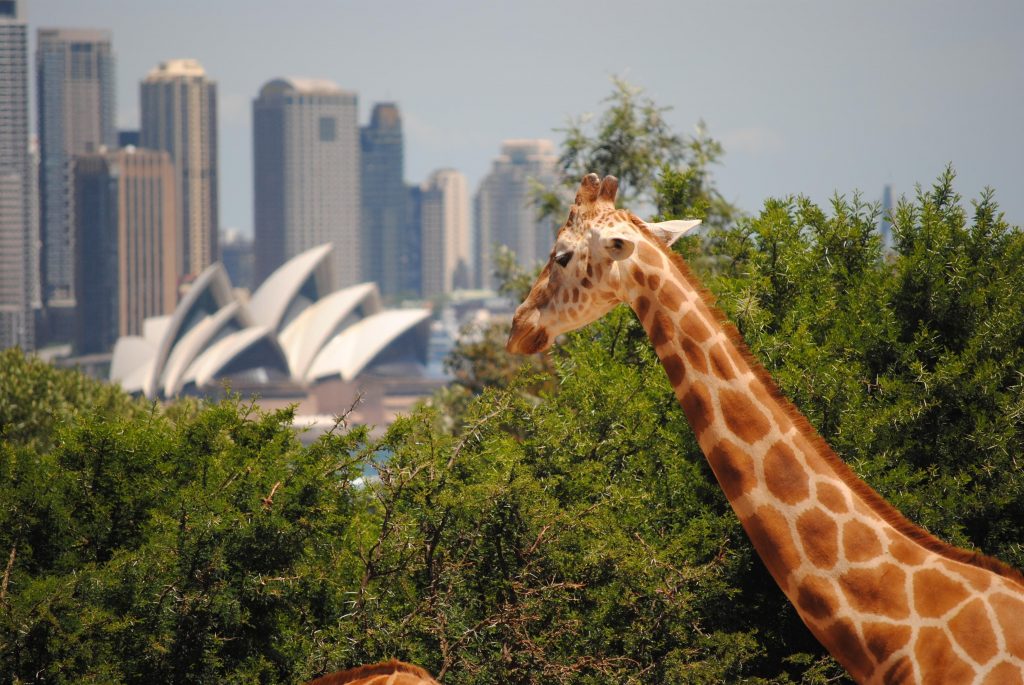 Una giraffa ospitata allo zoo di Sydney