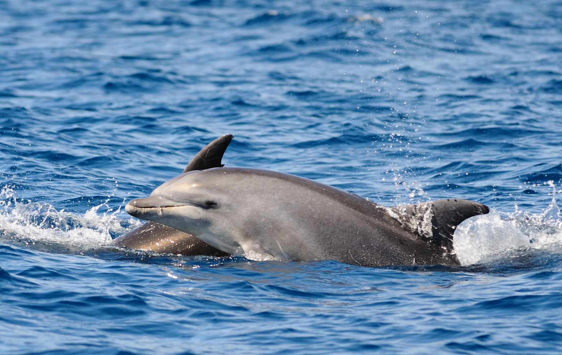 tursiope delfino