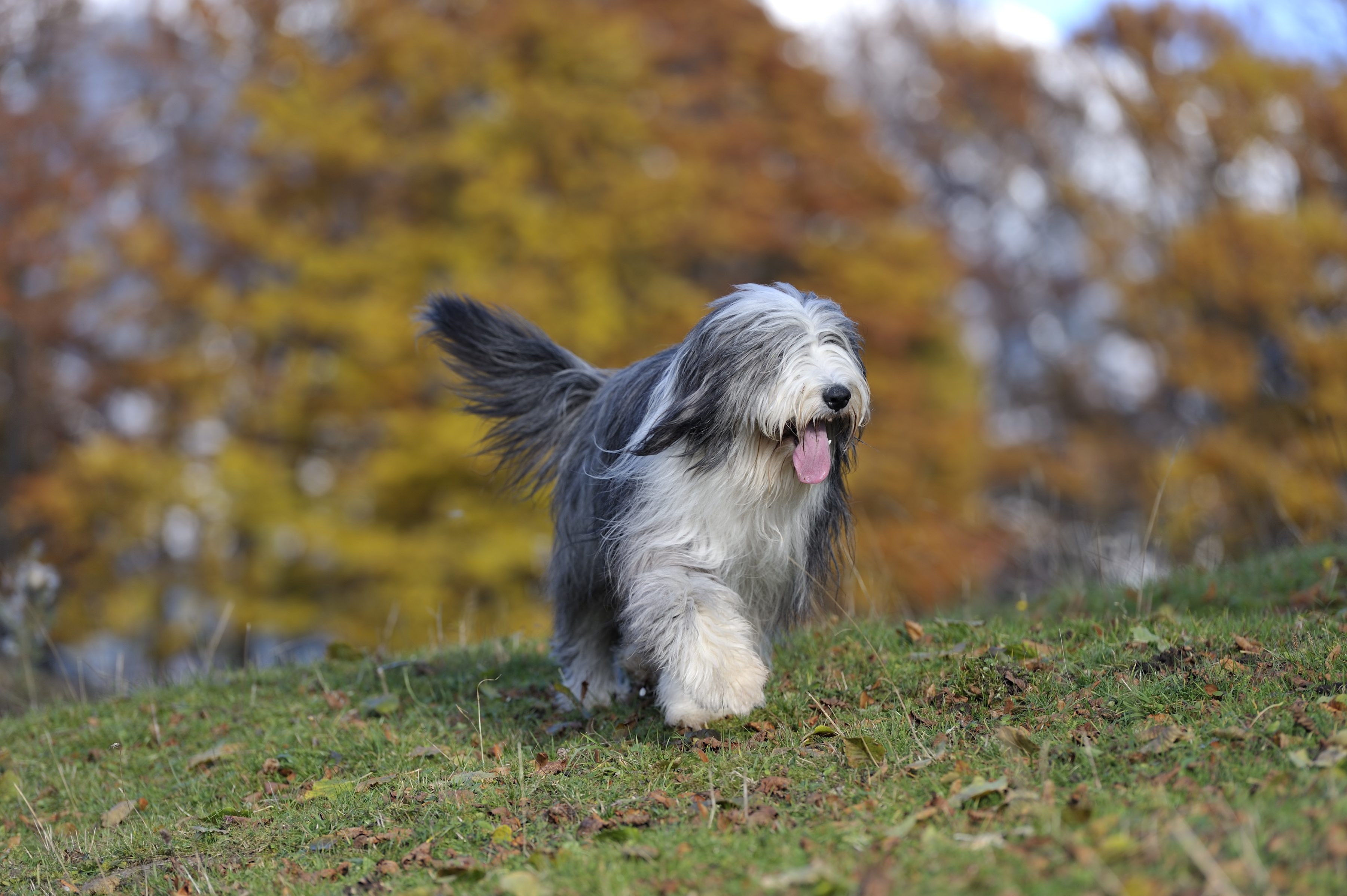 Bobtail cane