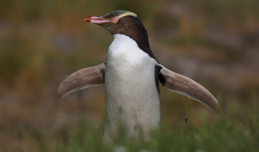 Il pinguino degli antipodi (Megadyptes antipodes) si riproduce esclusivamente in Nuova Zelanda