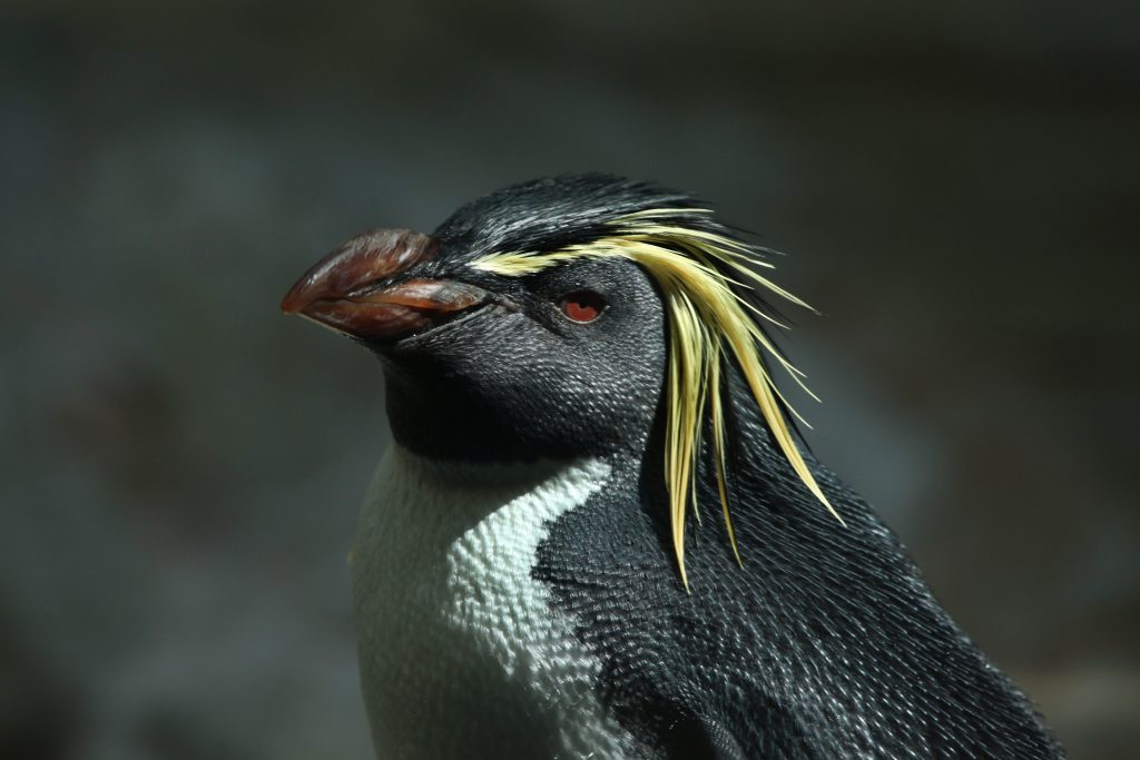 L’eudipte di Moseley (Eudyptes moseleyi), che si riproduce su poche isole nel sud dell’Atlantico e nell’Oceano Indiano, è tra le specie a maggiore rischio estinzione