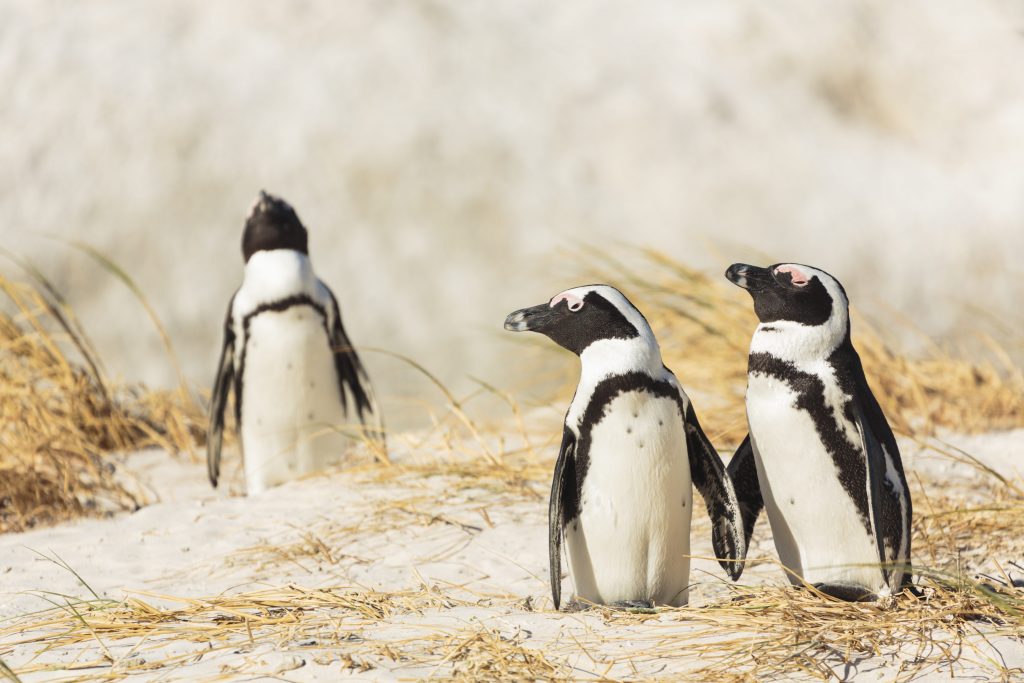 Il pinguino africano (Spheniscus demersus) vive lungo le coste sud–occidentali dell’Africa meridionale
