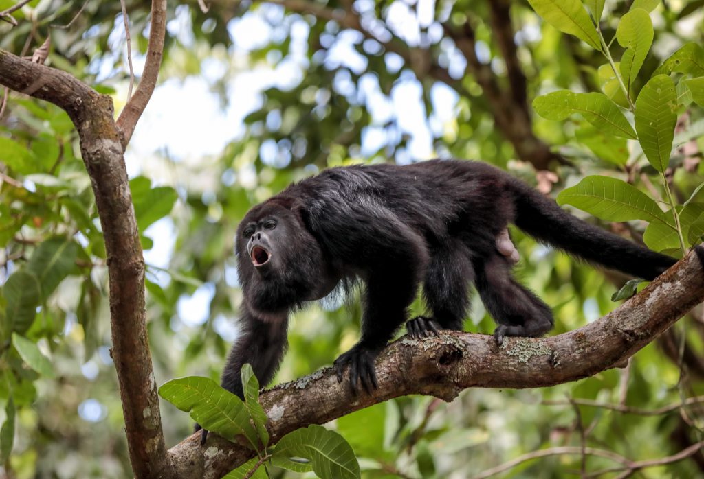 Maschio di aluatta nera (Alouatta caraya), specie diffusa in Centro America