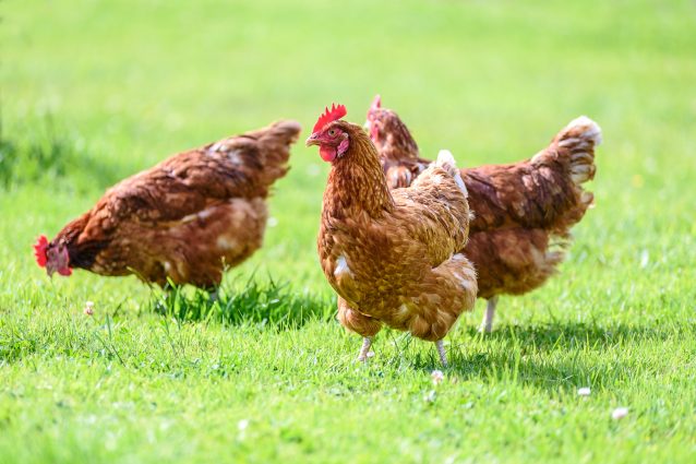 galline