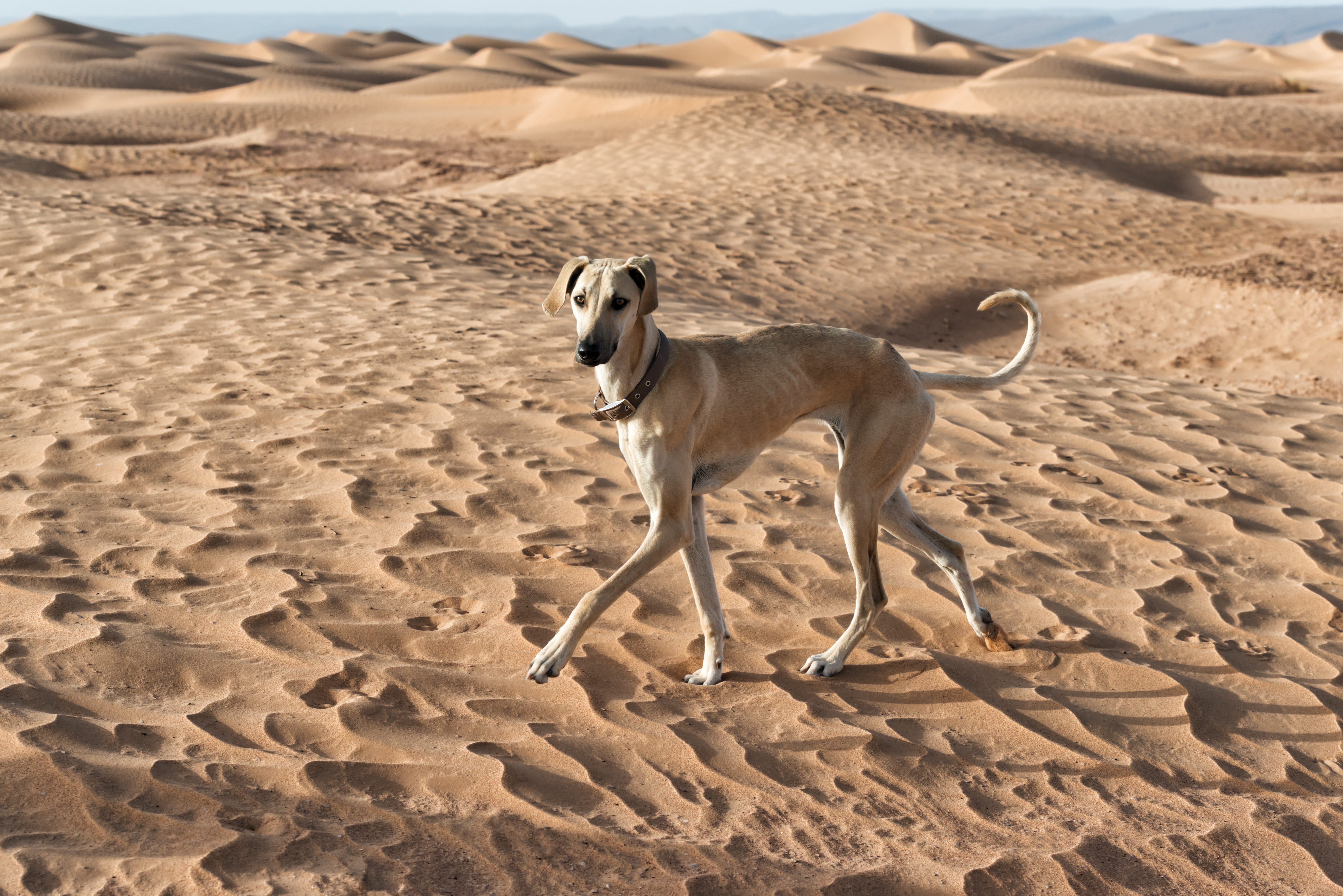 Sloughi levriero arabo