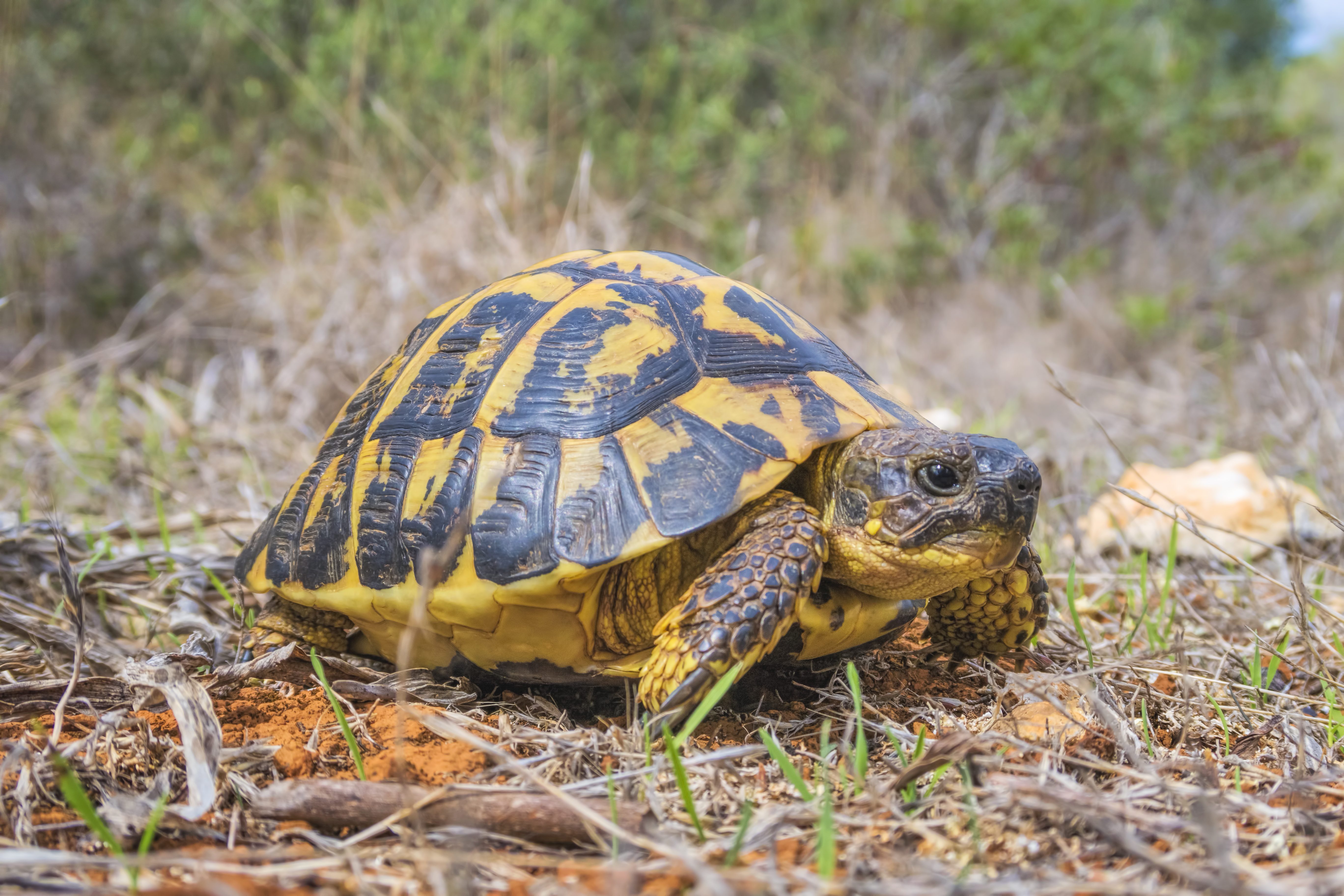 Testuggine di terra tartarugaTestudo hermanni