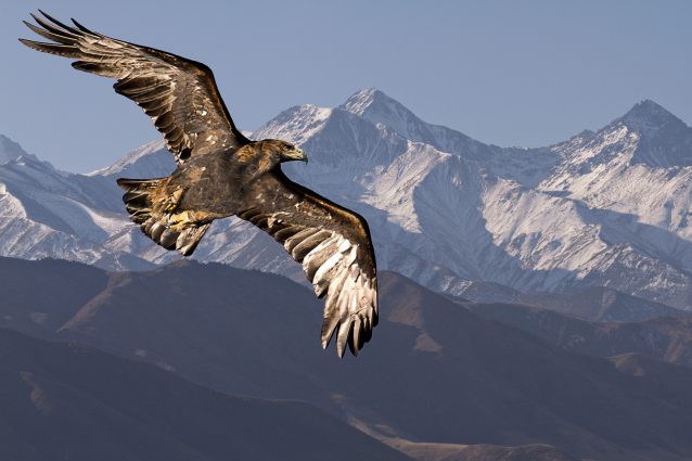 Aquila reale