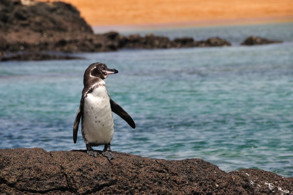 Con 1200–1800 individui rimasti il pinguino delle delle Galápagos (Spheniscus mendiculus) è la specie a maggior rischio estinzione