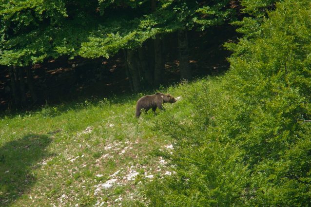 orso marsicano