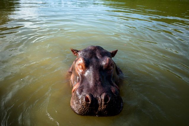 ippopotamo colombia