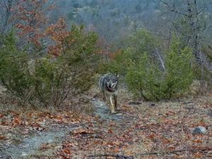 lupo daini Appennino Parmense