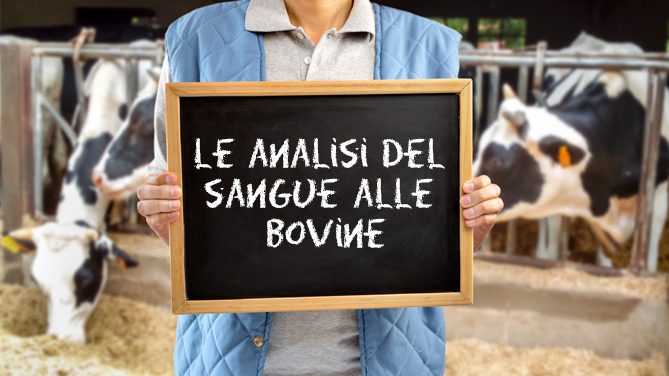 Le analisi del sangue hanno offerto un’istantanea della condizione ormonale dei bovini. Crediti: Ruminantia