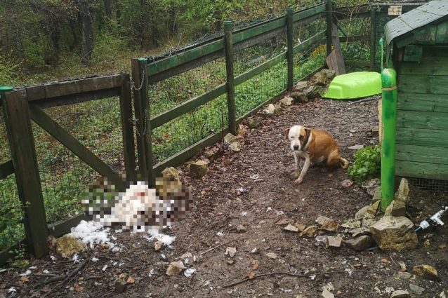 Il giardino di Davide Celli, con il suo cane e i resti di una delle due oche uccise