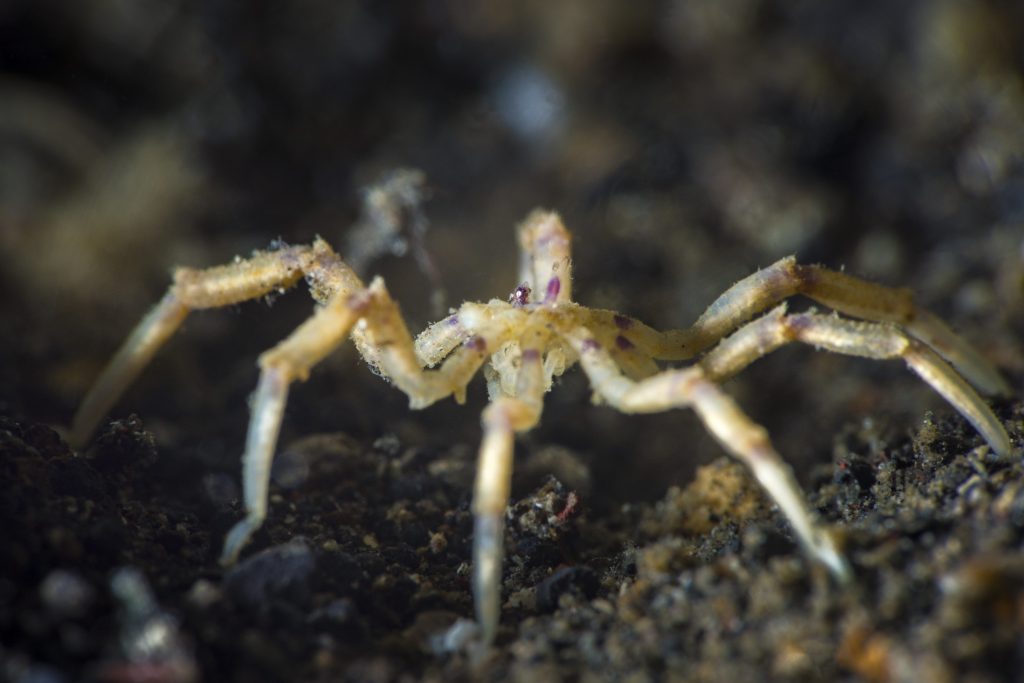I picnogonidi, o ragni di mare, sono tra i più misteriosi artropodi