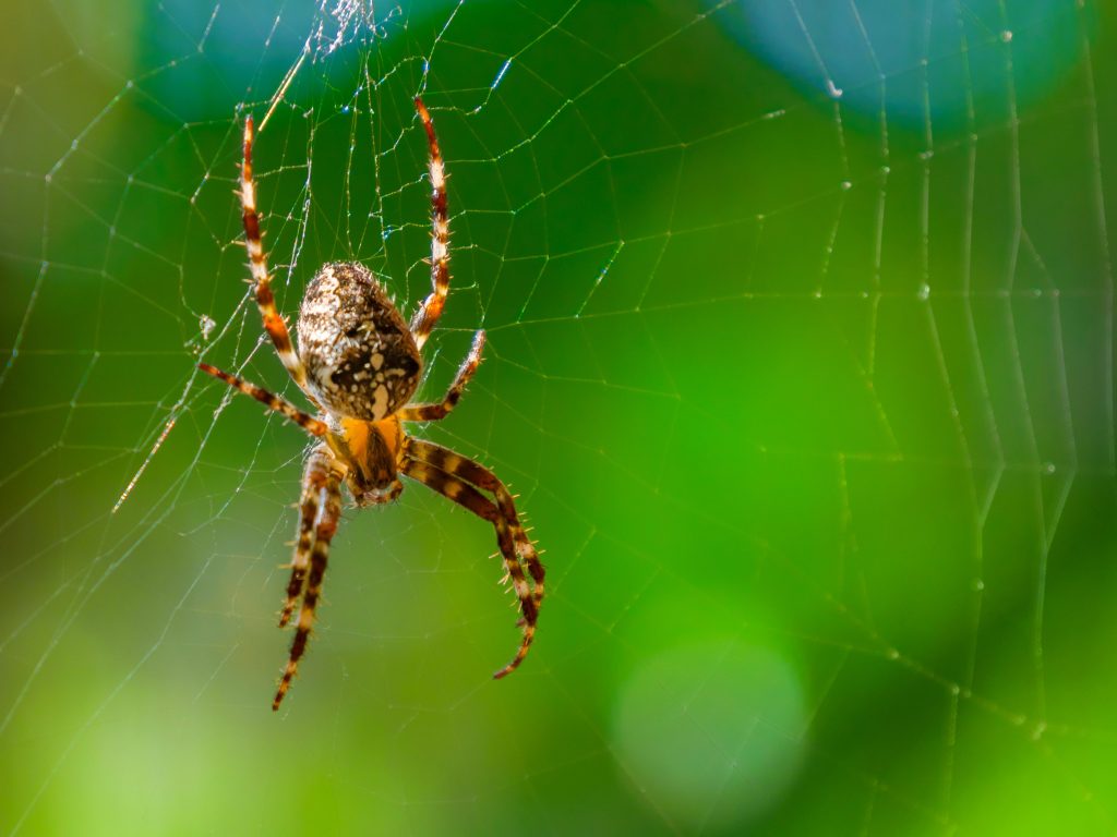 I ragni sono quasi tutti carnivori e predatori