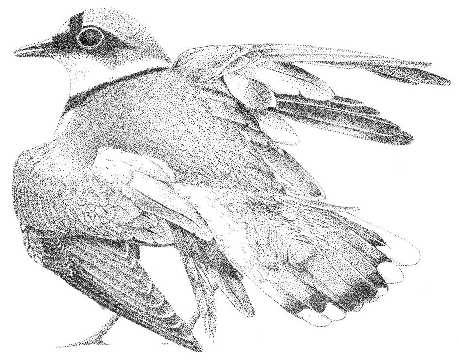 Tattica dell’ala spezzata eseguita da un corriere grosso (Charadrius hiaticula). Illustrazione di Léna de Framond. De Framond et al., 2022