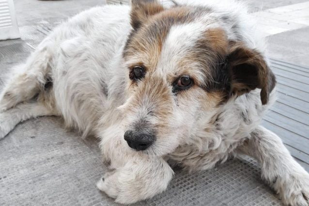 Rufus il cane libero di Molfetta