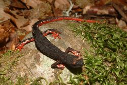 Salamandrina perspicillata