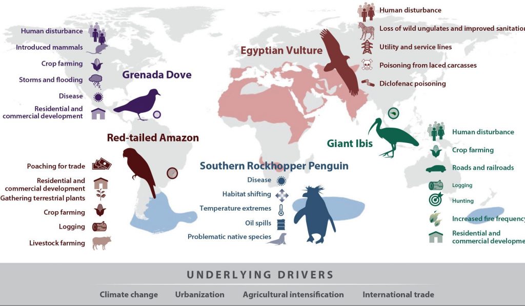 Le minacce che colpiscono cinque specie di uccelli minacciate a livello globale e i fattori alla loro base. Lees et. al., Annual Review of Environment and Resources, May 2022