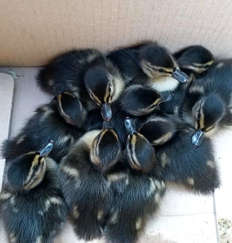 I piccoli anatroccoli recuperati