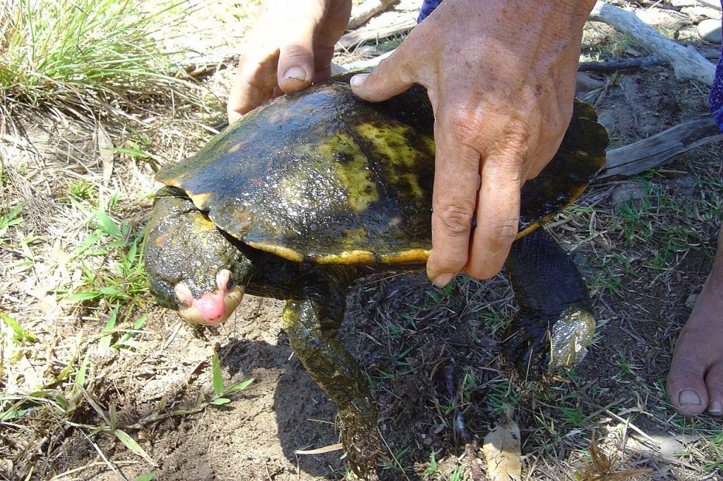 Uno degli ultimi esemplari avvistati dal vivo. Foto da Wikimedia Common