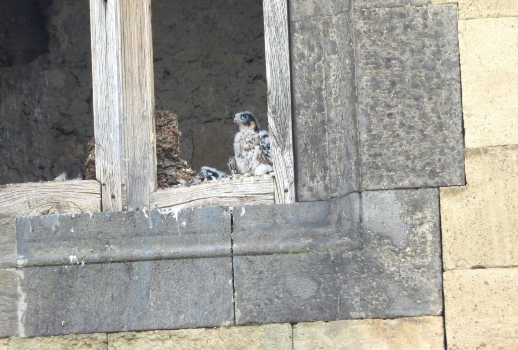 I due pulli affacciati da una finestra del Maschio Angioino attendo l’arrivo dei genitori. Foto di Rosario Balestrieri