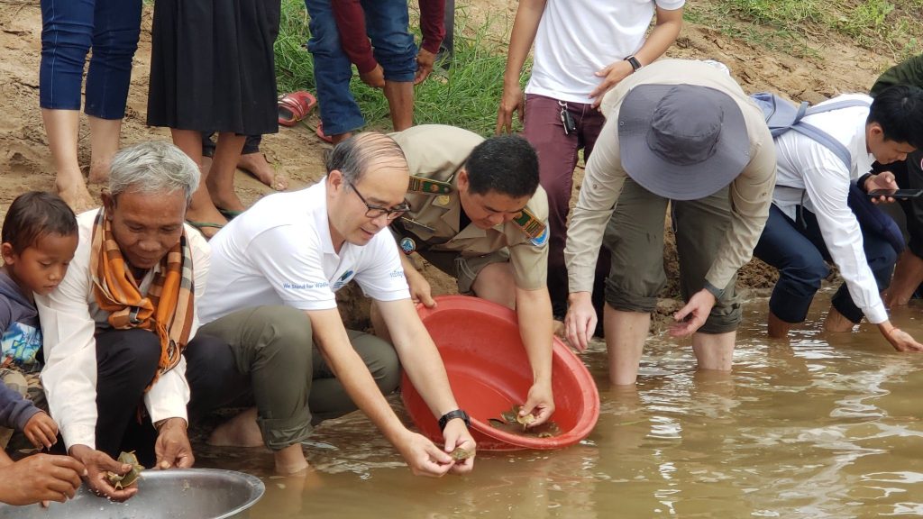 Il momento della liberazione nel fiume Mekong. Foto di WCS Cambogia