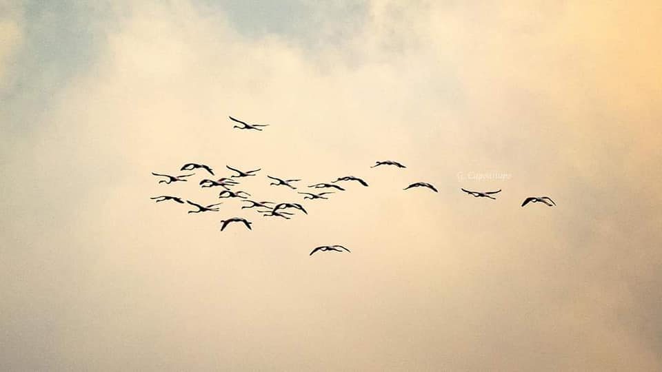 Lo stormo avvistato in Costiera Amalfitana. Foto di Gianfranco Capodilupo
