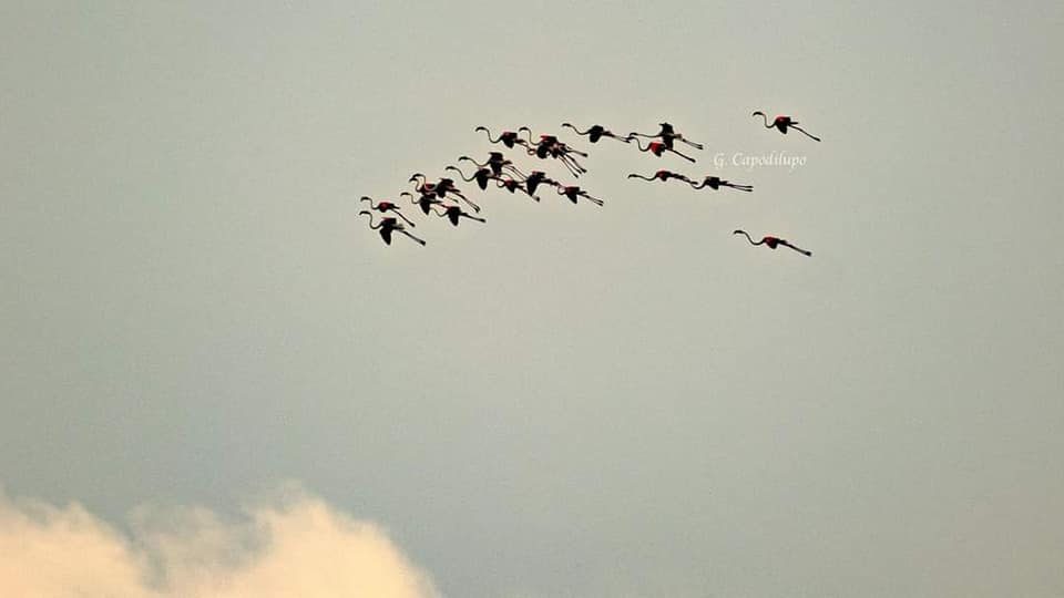 I fenicotteri in volo immortalati da Gianfranco Capodilupo