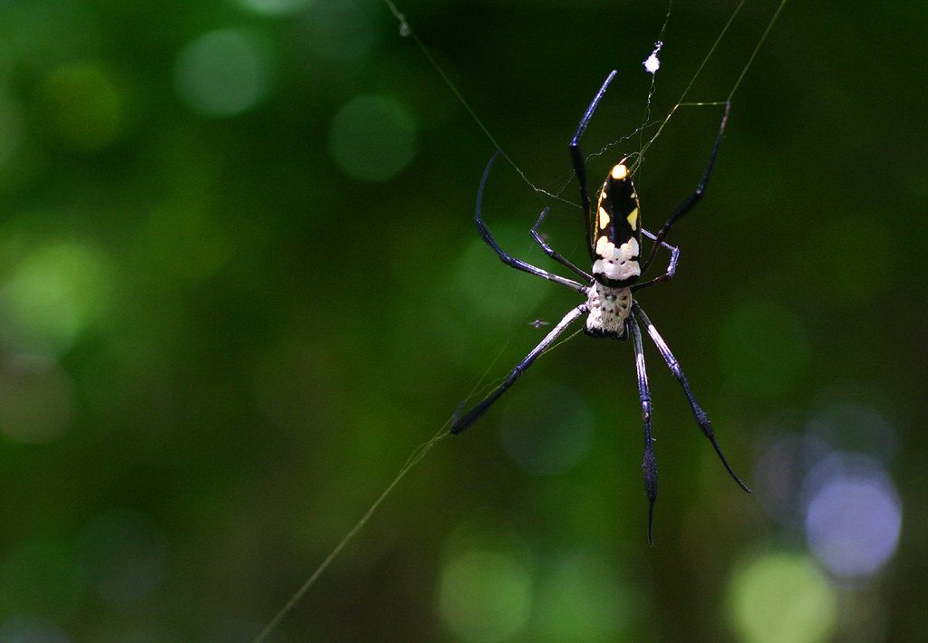 Nephila komaci