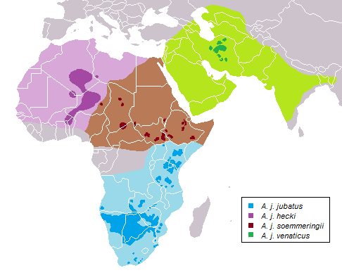 Areali storici in chiaro ed attuali in scuro delle quattro sottospecie di ghepardo
