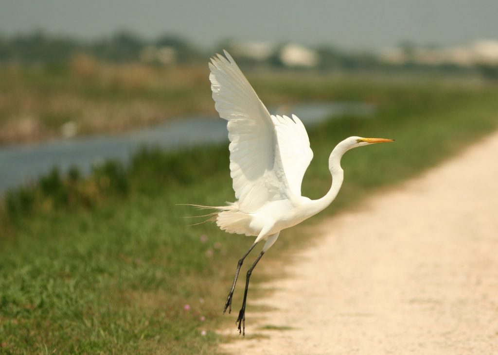 Un airone bianco maggiore