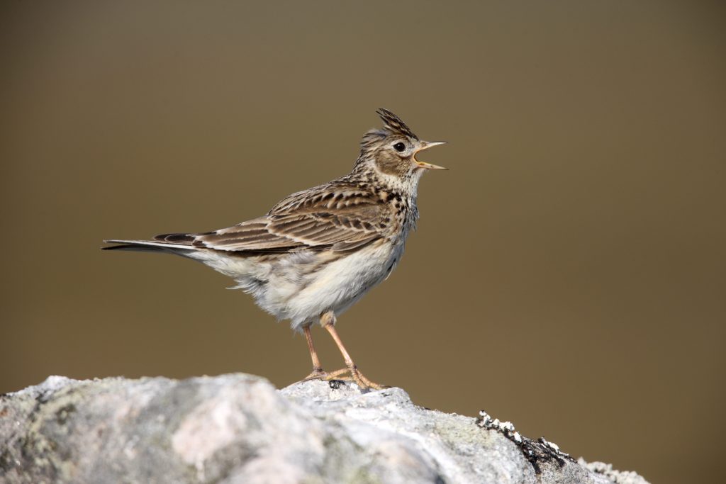 Le specie degli ecosistemi agricoli, come l’allodola (Alauda arvensis), sono le più colpite a causa dell’agricoltura intensiva