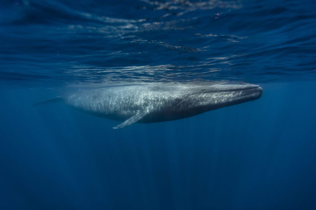 Una balenottera azzurra, l’animale più grande del Pianeta
