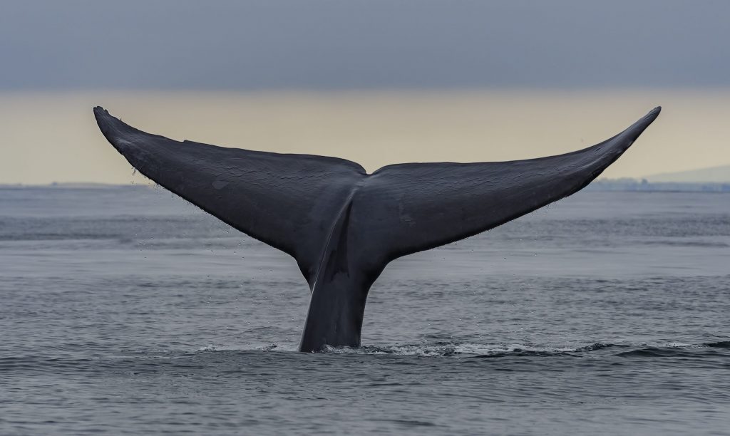 L’ibridazione potrebbe essere favorita dalla difficoltà, per le balenottere azzurre, di riuscire a trovare un partner della propria specie