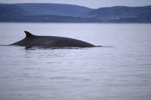 Una balenottera comune affiora in superficie