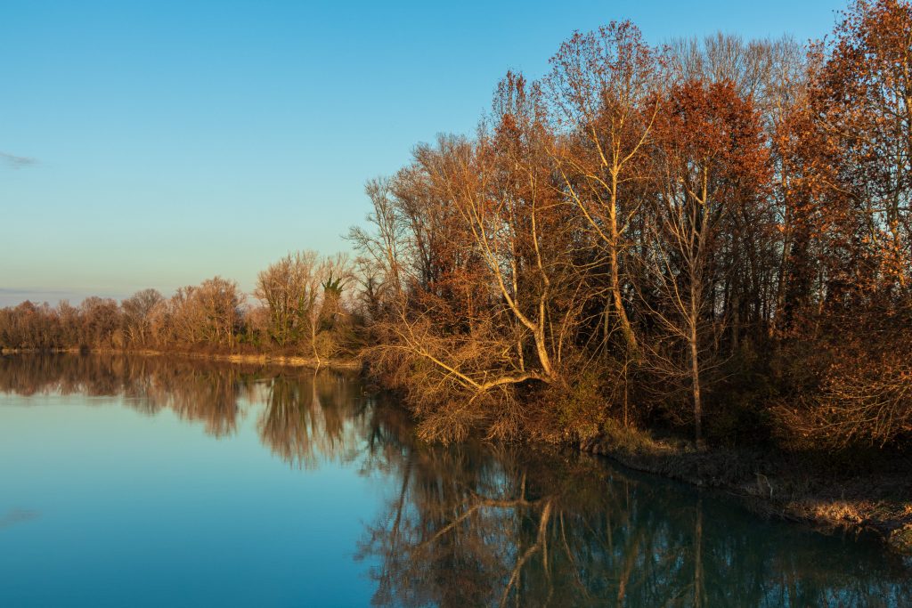 In un'ansa del fiume Brenta sono nati tre pulcini di cigno reale In un'ansa del fiume Brenta sono nati tre pulcini di cigno reale
