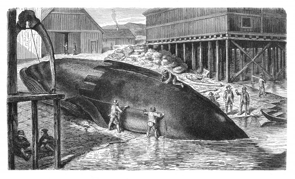 Tra 800 e 900 la caccia alle balene ha portato a un tracollo delle popolazioni