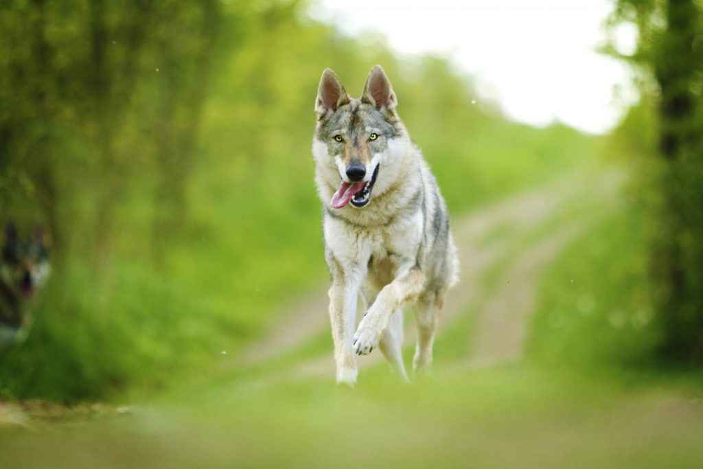 Un giovane Cane Lupo Cecoslovacco