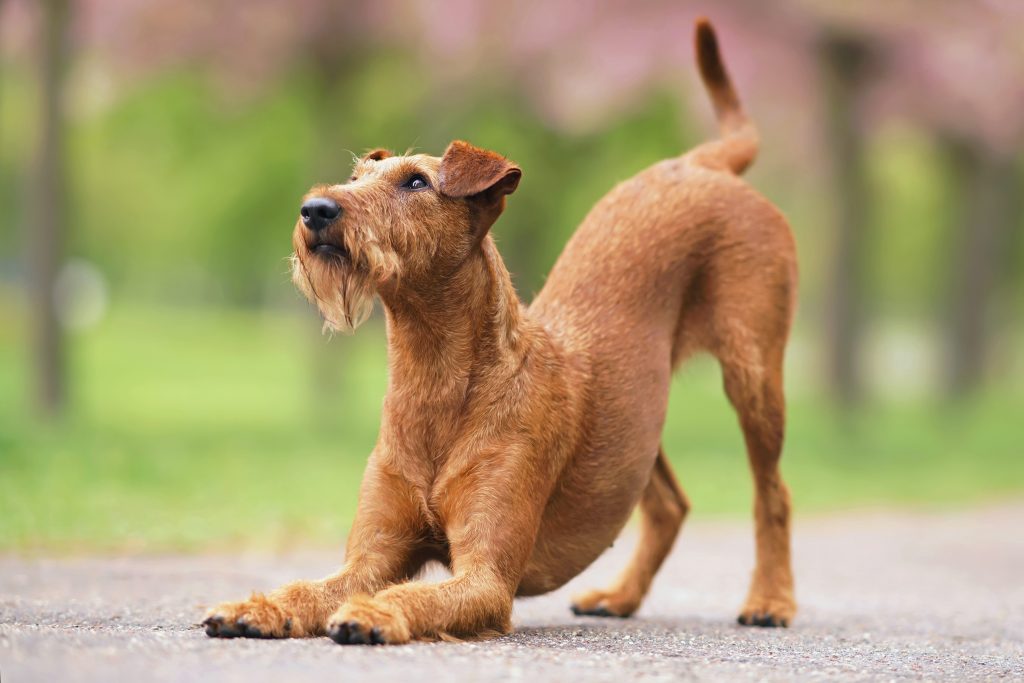 L’inchino è una del posture di gioco più comuni nei cani