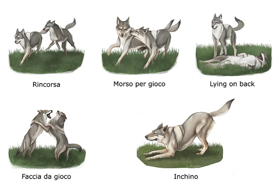 Le varie fasi del gioco nei cani. Illustrazione di Fosca Mastandrea