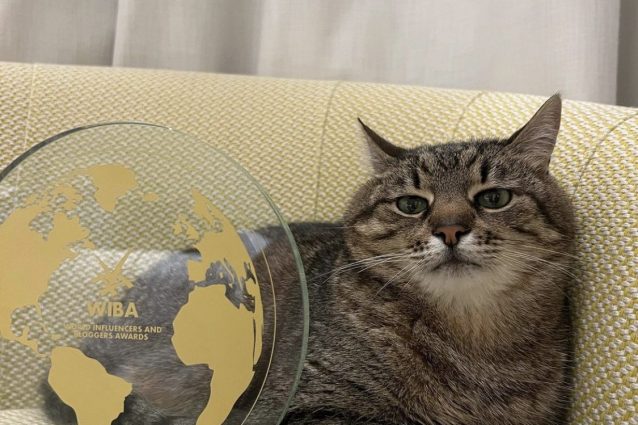 Gatto stepan