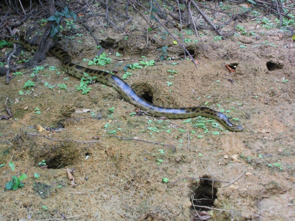 Anaconda boliviano