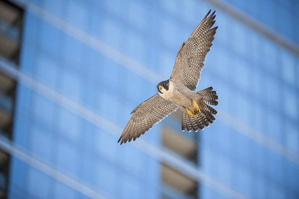 Il falco pellegrino è una delle specie che si è adattata meglio a vivere in città