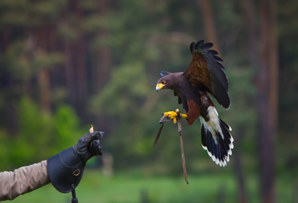 Una poiana di Harris, uno dei rapaci più diffusi in falconeria